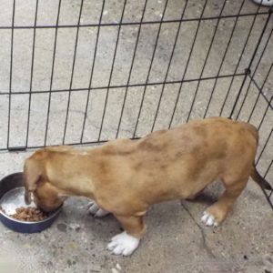 Picture of Peanut