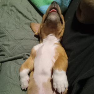 Picture of Peanut