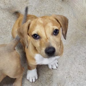 Picture of Peanut