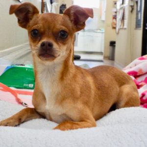Picture of Penelope