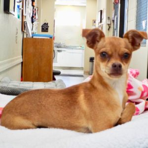 Picture of Penelope