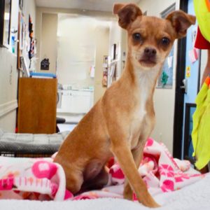 Picture of Penelope