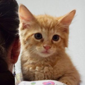 Picture of Poblano