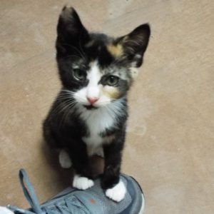 Picture of Pyewacket