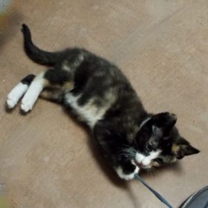 Picture of Pyewacket