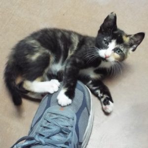 Picture of Pyewacket