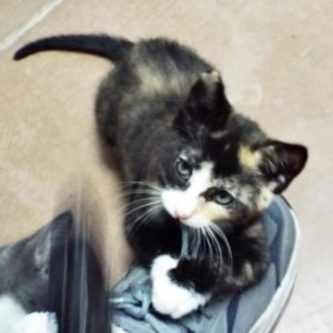 Picture of Pyewacket