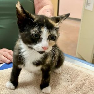 Picture of Pyewacket