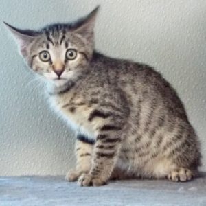 Picture of Rein