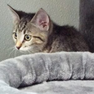Picture of Rein