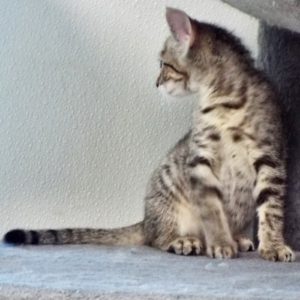 Picture of Rein