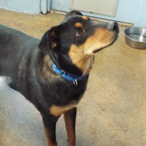 Picture of Rico