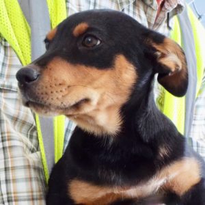 Picture of Rico