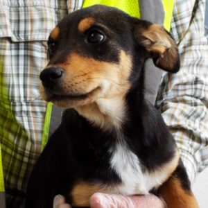 Picture of Rio