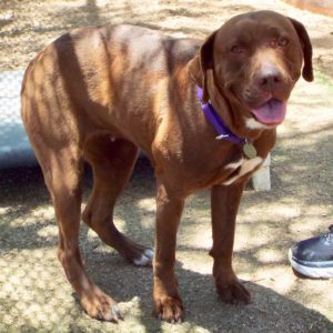 Picture of Roxie