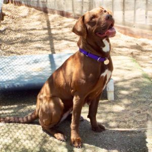 Picture of Roxie
