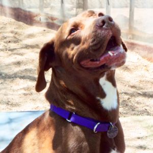 Picture of Roxie