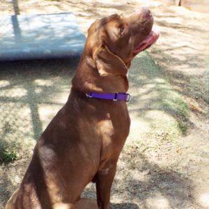 Picture of Roxie