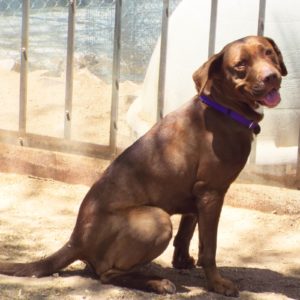Picture of Roxie