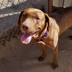 Picture of Roxie
