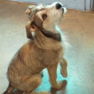 Picture of Shadow