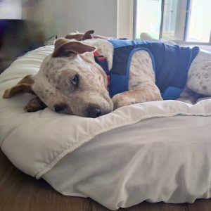 Picture of Spots