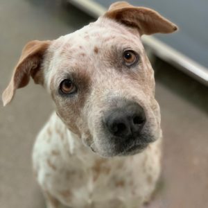 Picture of Spots