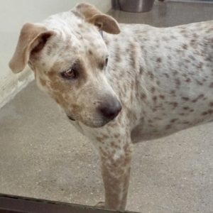 Picture of Spots