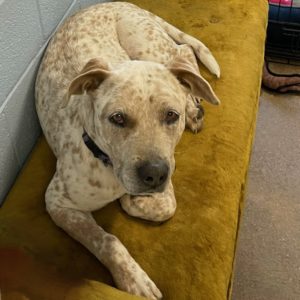 Picture of Spots