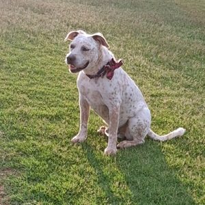 Picture of Spots