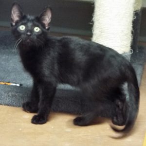 Picture of Whinny