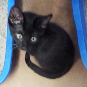 Picture of Whinny