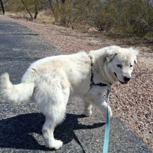 Picture of Apollo