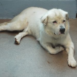 Picture of Apollo
