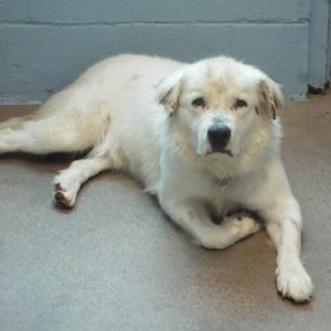 Picture of Apollo