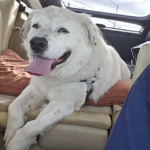 Picture of Apollo