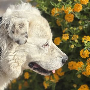 Picture of Apollo