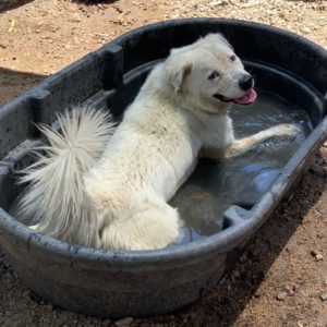 Picture of Apollo