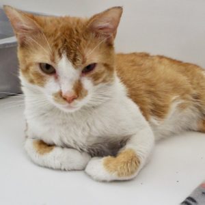 Picture of Bruiser