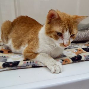 Picture of Bruiser