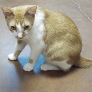 Picture of Bruiser