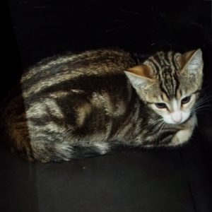 Picture of Butterball