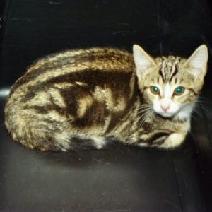 Picture of Butterball
