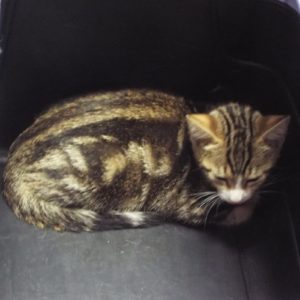 Picture of Butterball