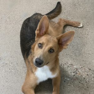 Picture of Chief