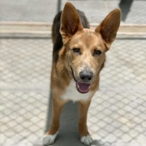 Picture of Chief