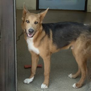 Picture of Chief
