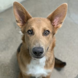 Picture of Chief
