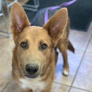 Picture of Chief
