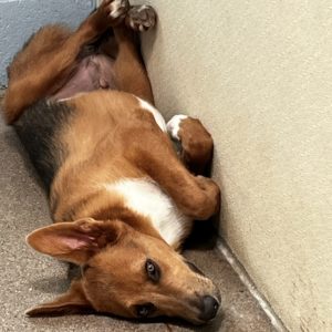 Picture of Chief